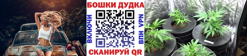 Бошки марихуана Amnesia Сланцы